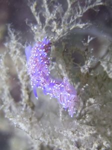 Flabelline mauve - Flabellina pedata - Opisthbranches