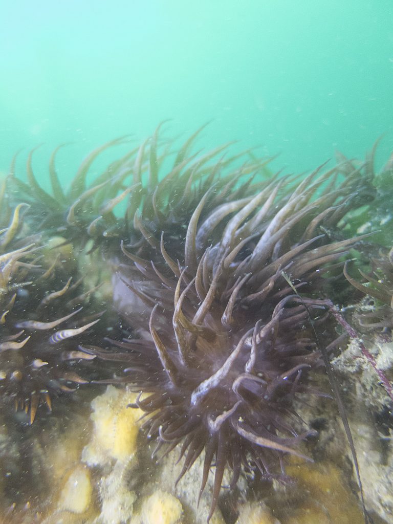 Dahlia de mer - Urticina felina - Hexacoralliaires